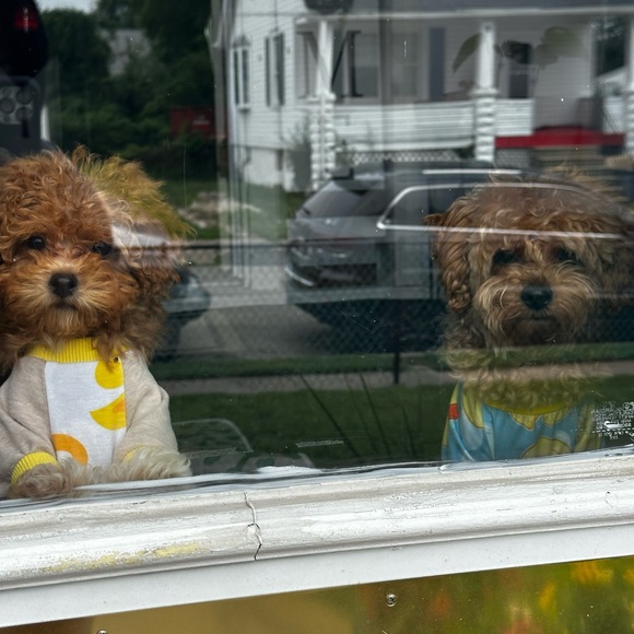 Meet your Posher, Sen Offers Accepted - Picture 4 of 6